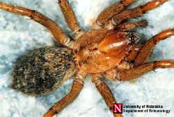 Hobo Spiders  Miche Pest Control